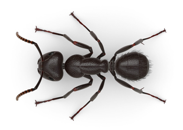 Fourmis
