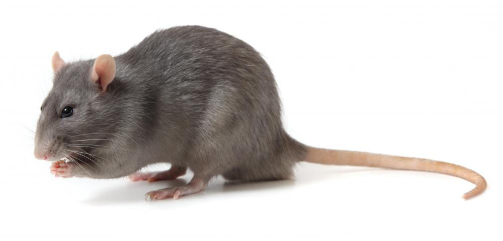 Souris et rats